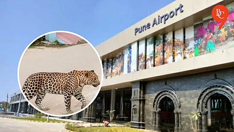 Leopard Sightings Near Pune Airport Runway Prompt Tightened Surveillance