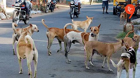 Pune Municipal Corporation Begins Pilot of Implant RFID Chips in Stray Dogs