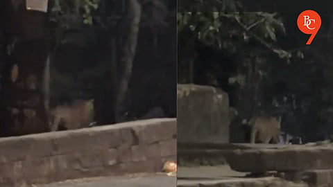 Pune: Leopard Spotted in Bavdhan, Pashan Road; Forest Officials Launch Monitoring
