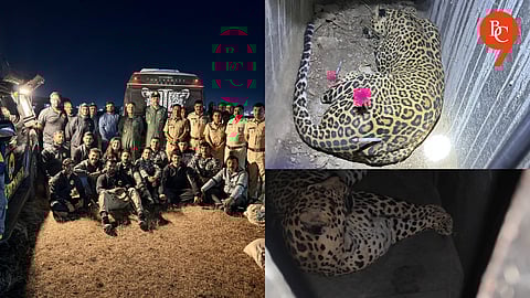 Leopard Roaming Around Pune Airport Finally Captured After Joint Operation
