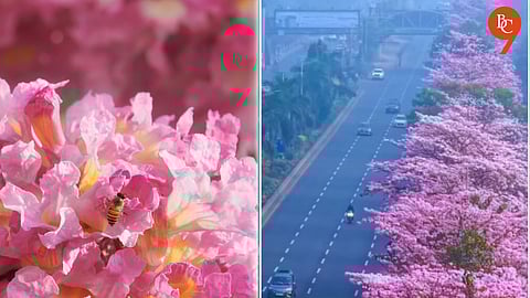 Mumbai’s ‘Pink’ Bloom Season to End Soon: Best Dates and Spots to Catch the Cherry-Like Blossoms