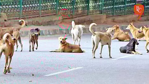 Pune Municipal Corporation Identifies 88 Feeding Spots for Stray Dogs Across City