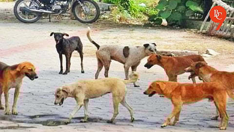 Pune Reports Over 78,000 Dog Bite Cases in Three Years as Stray Dog Menace Grows
