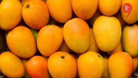 Pune: Alphonso Mango Prices on Surge as Production in Konkan Falls by 60–70%