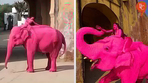 Did the Viral ‘Pink’ Elephant in Russian Artist’s Jaipur Photoshoot Die Due to the Photoshoot?