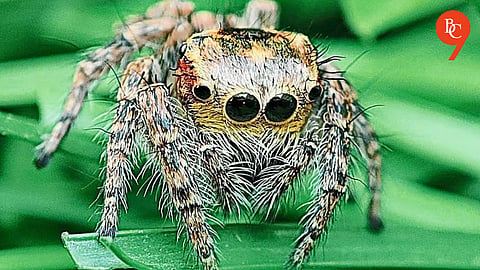 New Jumping Spider Species ‘Mogrus Pune’ Discovered in Pimpri-Chinchwad Park