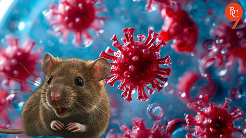 Hantavirus: Rare Infection Linked to Three Deaths — What It Is, How It Spreads, Symptoms & More Explained