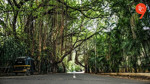 Pune: Push to Save 150-Year-Old Banyan Trees Plan to Cut For Hadapsar-Saswad Road Widening 
