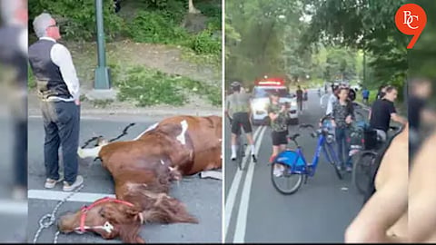 Carriage Horse Collapses and Dies in New York’s Central Park, Sparking Outrage Over Industry