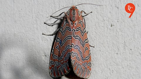 ZSI Scientists New Tiger Moth Genus and Species Discovered in the Western Ghats