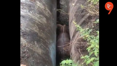 Pune: Wild Gaur Trapped Between Water Pipelines in Sinhagad Road Area; Multi-Agency Rescue Underway