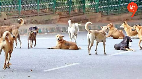 Pune Civic Body Microchips 1,500 Stray Dogs; Targets Rabies-Free City by 2030