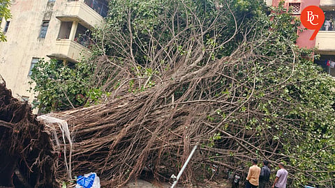 Pune: Massive Banyan Tree Uprooted at Swargate, Damages 15 Two-Wheelers; 372 Tree Falls Reported in 23 Days