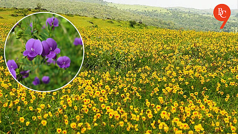 Sahyadri's Wildflowers Paint Western Ghats; Uncontrolled Tourism Poses Threat to Fragile Ecosystem