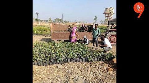 Can Pune's Ambitious Afforestation Drive Deliver Climate-Resilient Forests?
