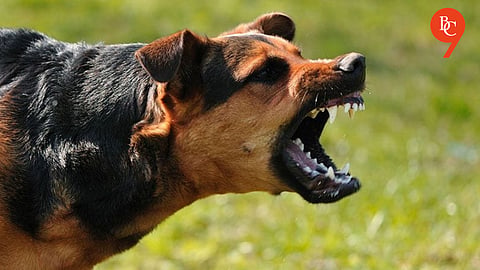 Pune Crime: Anger Over Dog Barking Leads to Assault on Two Sisters in Wagholi
