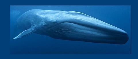 Heartbeat of blue whale recorded for first time