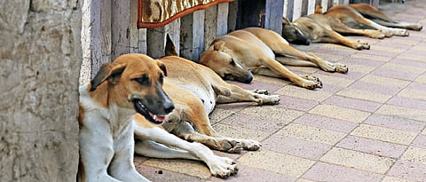 PMC hires more agencies to up dog sterilisations