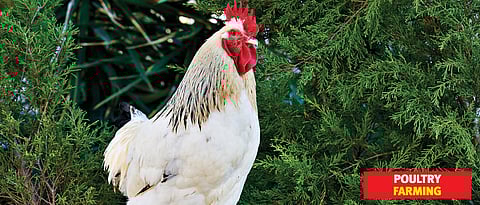 ‘Provide poultry feed at subsidised rate’