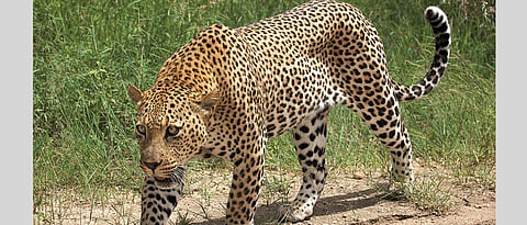 No leopards sighting at water holes census in Bhimashankar