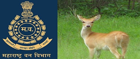 Forest Dept proposes rescue centre for wild animals in Pune
