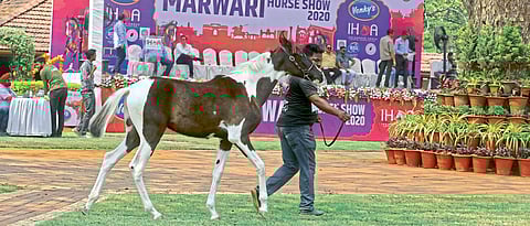 Did you know that India has five indigenous horse breeds?