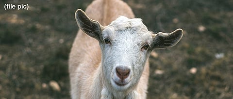 Goat sacrifice during Navratri leads to chaos