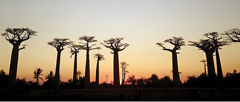Madness in Madagascar