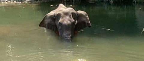 This country recorded highest annual elephant deaths