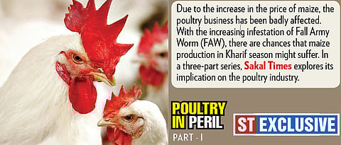 Higher maize price hits poultry farmers