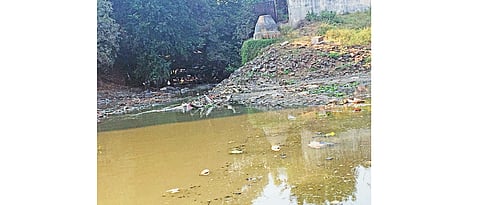 Untreated water from STP of Tanajiwadi polluting Mula