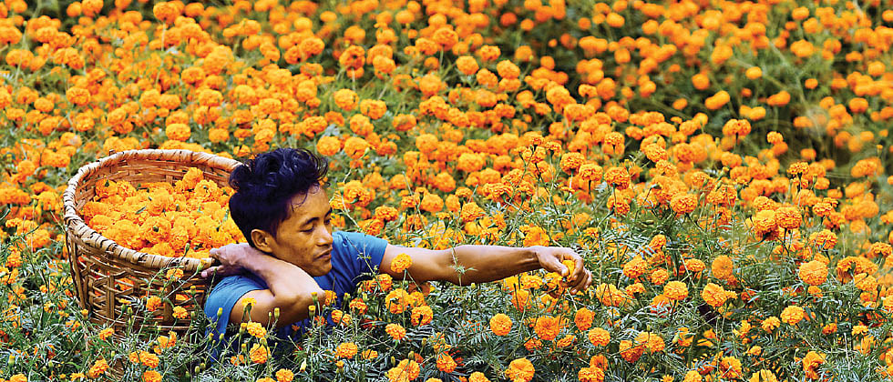 Flower farmers facing losses due to rains