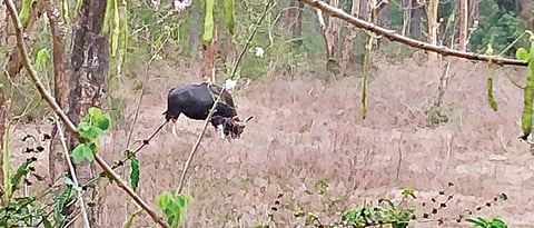 Walking in the woods