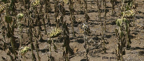 Crops drying in east part of Pune dist