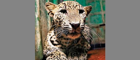 Leopard cub rescued from 40 feet deep well in State