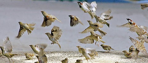 101 bird species need ‘high conservation concern’