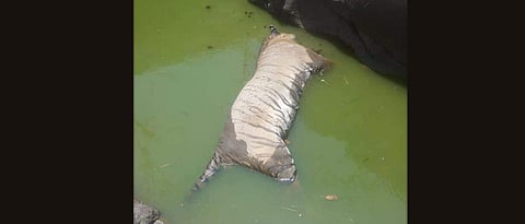 Tiger found dead in water body in Maharashtra reserve  