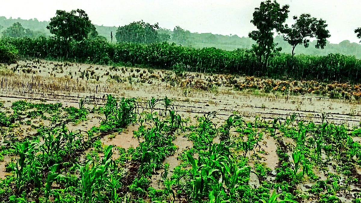 Heavy Rain Devastate Crops in Pune District; 6800 Farmers in Purandar ...