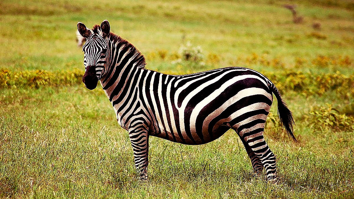 Zebra Arrival at Pune Zoo Delayed Due to Expert Committee Review ...