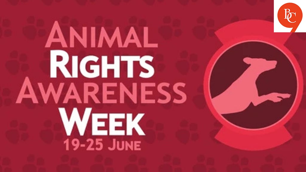 Beyond Pets: What Animal Rights Awareness Week Really Means for Your ...
