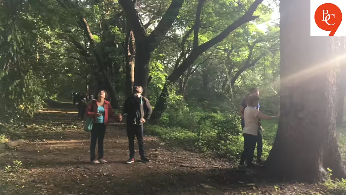 Forest Bathing: The Japanese Ritual Finding Fans in India