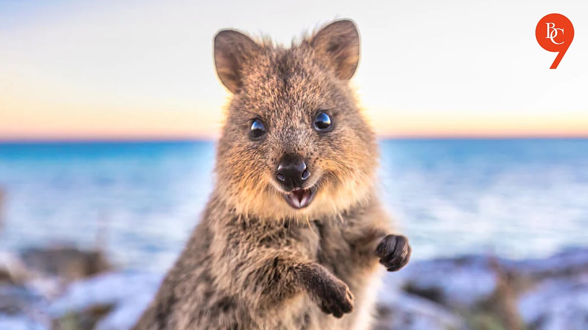 Smiling Animals Meet the World’s Happiest Animal That Always Smiles—The Quokka