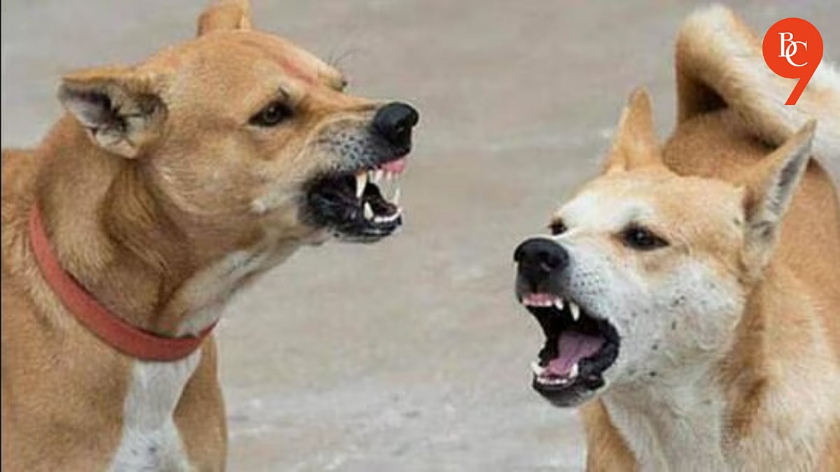 Rabid Stray Dog Bites 33 in Pune’s Chakan, Panic Spreads