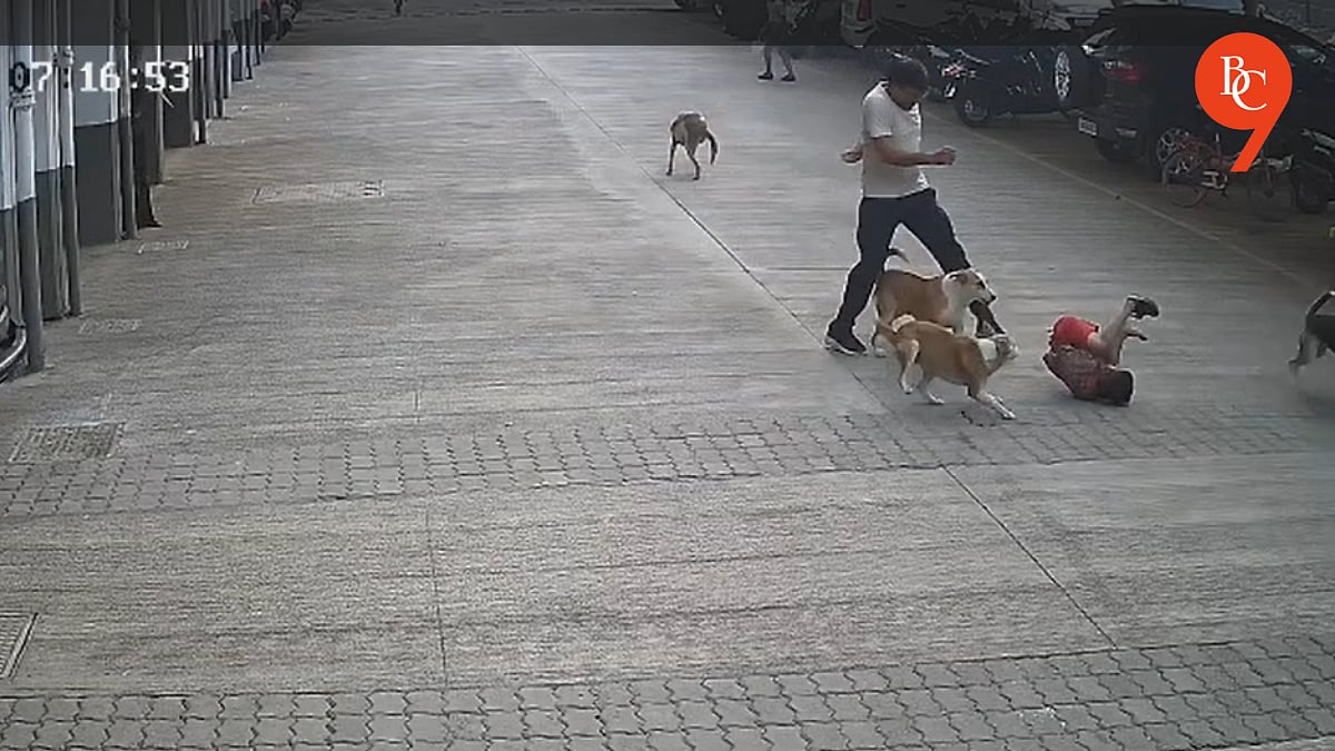 Pune: Young Boy Attacked by Stray Dogs in Kirkatwadi Housing Society ...