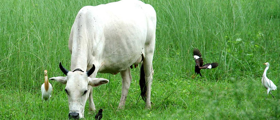 As dairies cut down on cow milk, farmers find the cows a burden