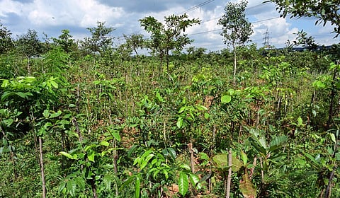 A Miyawaki Forest at Bhoothanahalli, Bengaluru, planted as part of Puravankara's CSR efforts