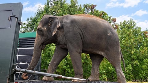 Madhuri the Elephant Completes Treatment at Vantara, Returns Home to Maharashtra After Over a Year of Specialised Care & Healing