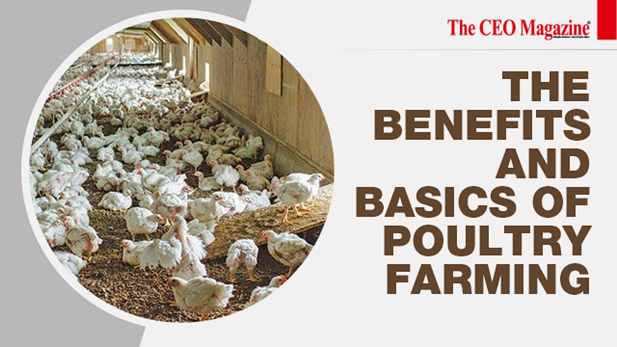 The Benefits And Basics Of Poultry Farming