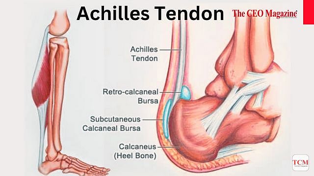 Achilles Tendon: Anatomy and Function