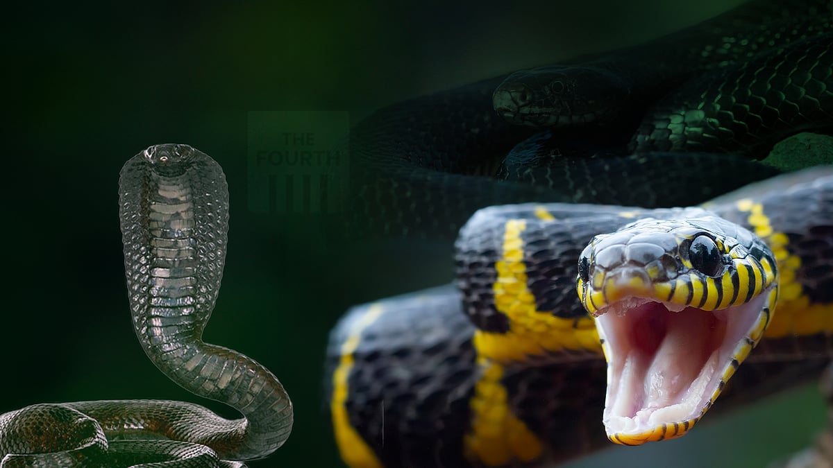 ഇന്ത്യയില്‍ പ്രതിവര്‍ഷം പാമ്പുകടിയേറ്റ് മരിക്കുന്നത് 58,000പേര്